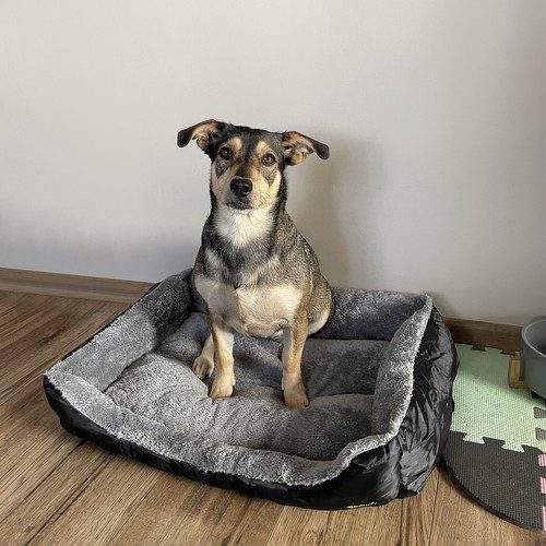 Mysig hund- och kattsäng – grå 60 × 45 cm