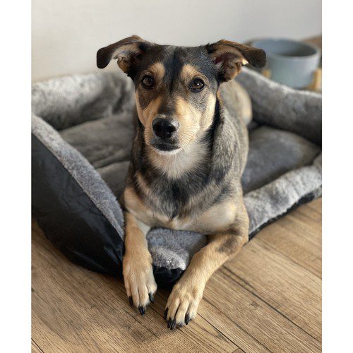 Mysig hund- och kattsäng – grå 60 × 45 cm