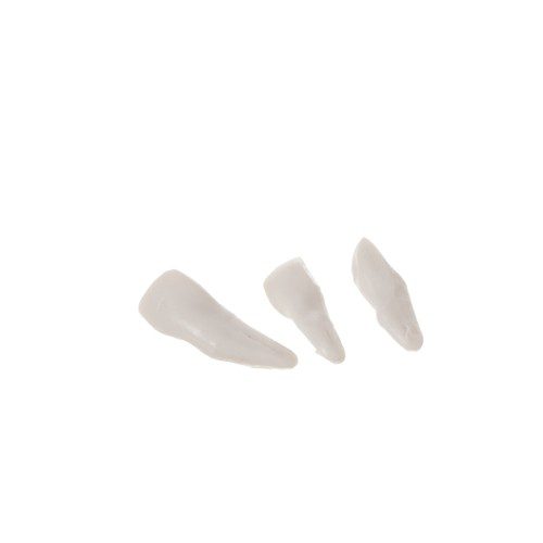 Anatomiskt Skelett 180 cm – Modell av människoskelett med muskel- och benmarkeringar