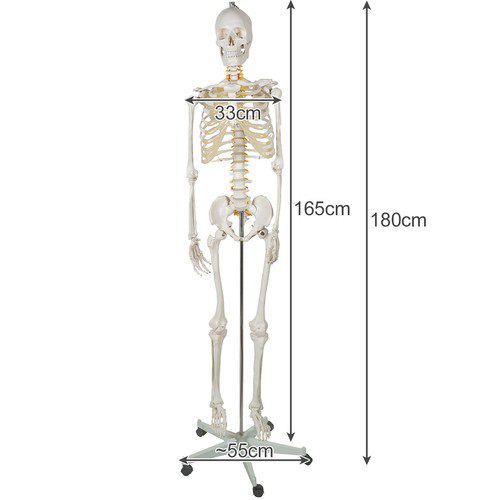 Anatomiskt Skelett 180 cm – Modell av människoskelett med muskel- och benmarkeringar