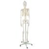 Anatomiskt Skelett 180 cm – Modell av människoskelett med muskel- och benmarkeringar