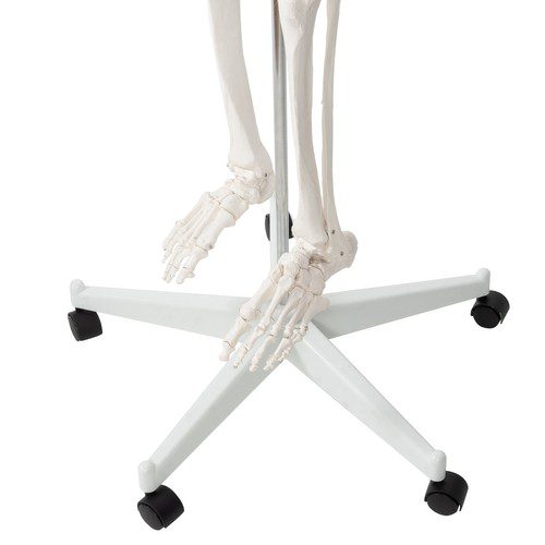 Anatomiskt Skelett 180 cm – Modell av människoskelett med muskel- och benmarkeringar