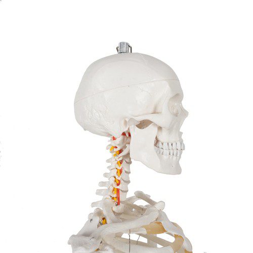 Anatomiskt Skelett 180 cm – Modell av människoskelett med muskel- och benmarkeringar