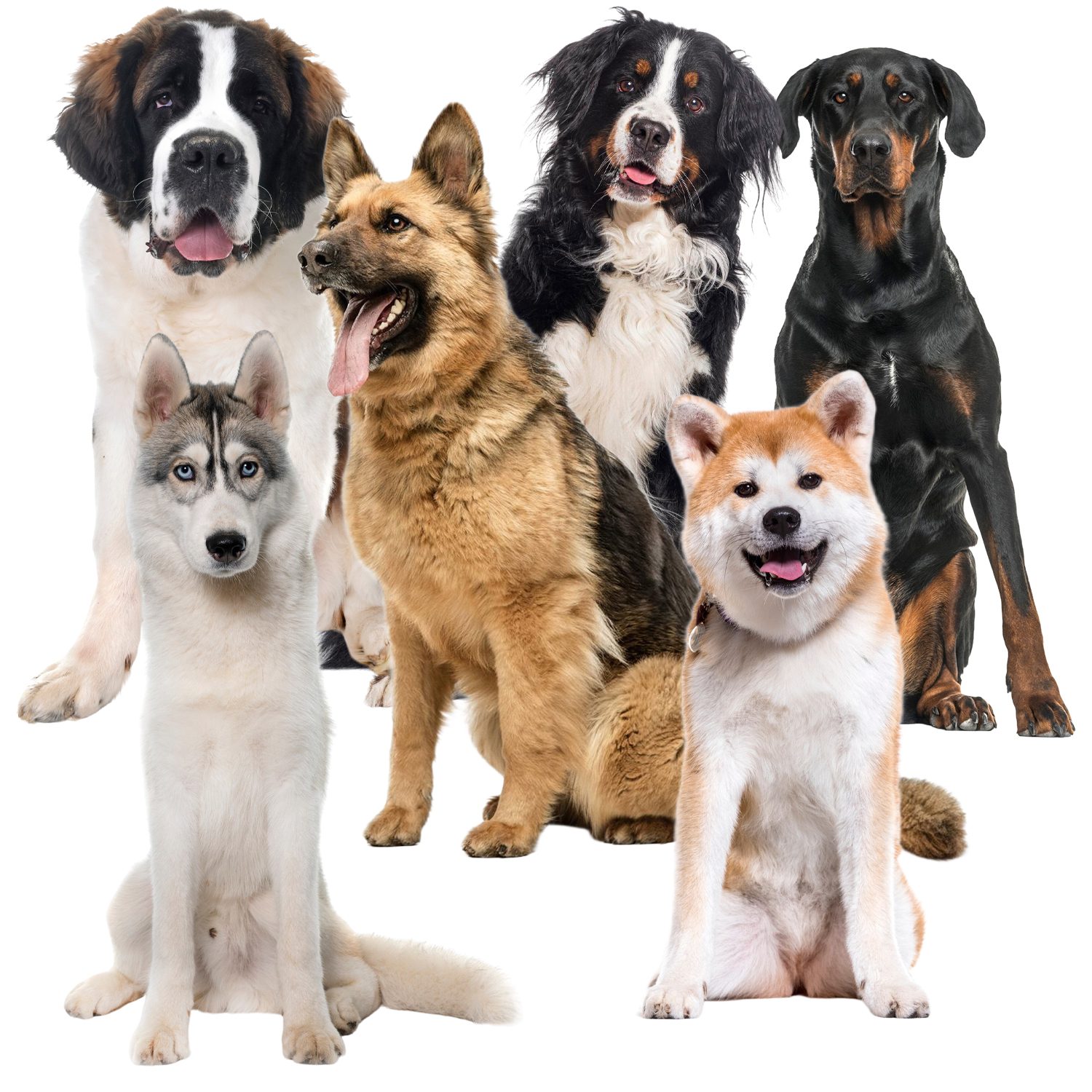 Kylmatta 110×70 cm för hund/katt – gelbaserad, vikbar, vattentät och reptålig (svart)